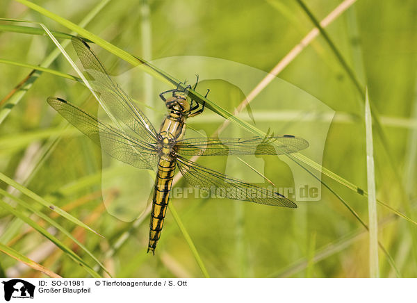 Gro�er Blaupfeil / black-tailed skimmer / SO-01981