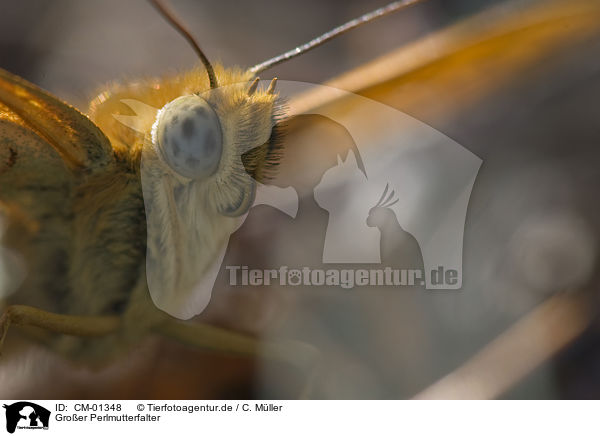 Gro�er Perlmutterfalter / CM-01348