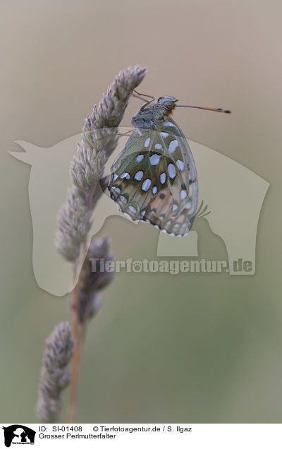 Grosser Perlmutterfalter / Dark Green Fritillary / SI-01408