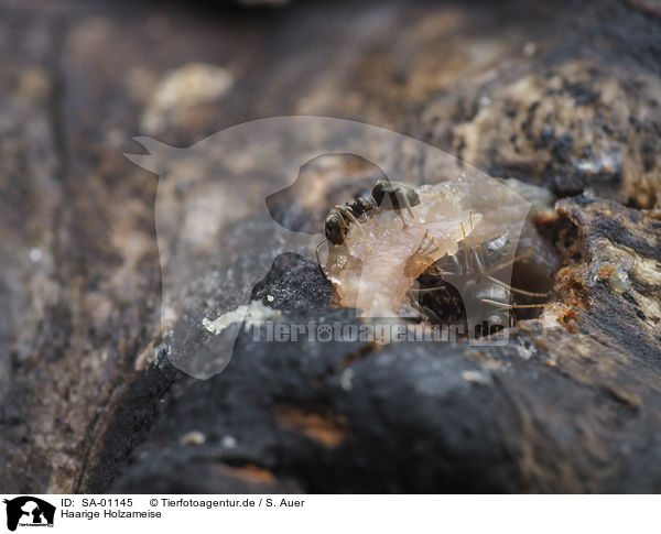 Haarige Holzameise / SA-01145