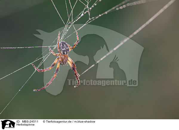 Herbstspinne / autumn orbweaver / MBS-24511