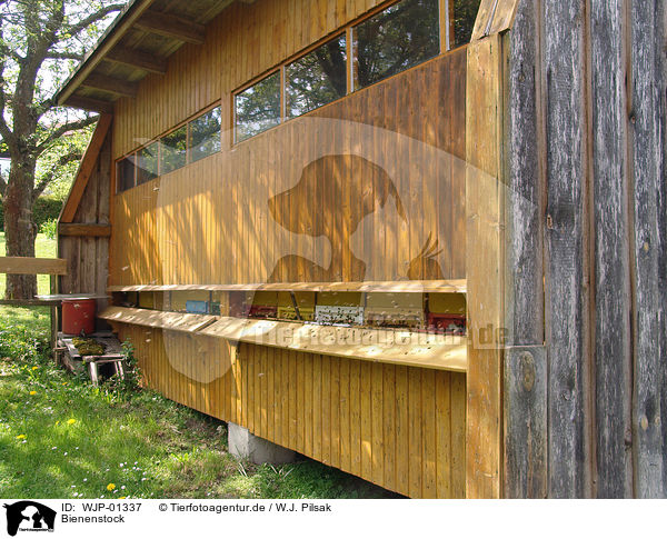 Bienenstock / hive / WJP-01337