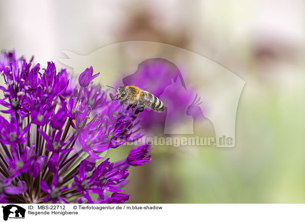 fliegende Honigbiene / flying Honey Bee / MBS-22712