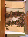 Bienenstock