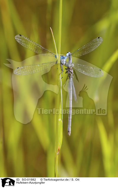 Hufeisen-Azurjungfer / azure damselfly / SO-01982