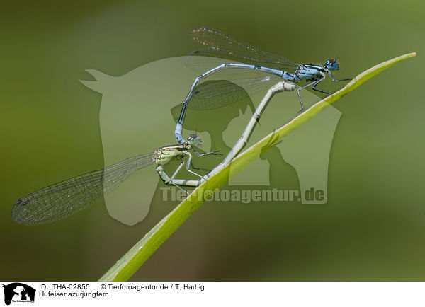 Hufeisenazurjungfern / azure damselflies / THA-02855