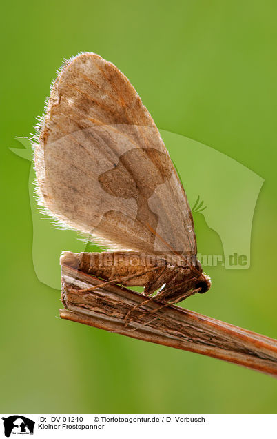 Kleiner Frostspanner / DV-01240