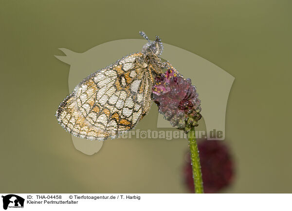Kleiner Perlmutterfalter / THA-04458