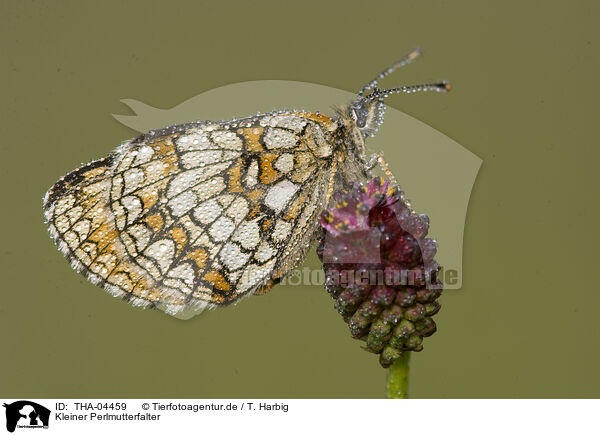 Kleiner Perlmutterfalter / Queen of Spain fritillary / THA-04459