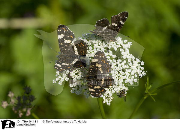Landk�rtchen / map butterflies / THA-04481