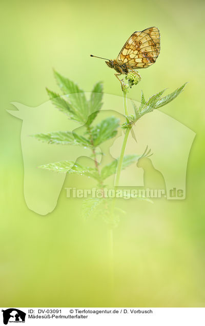 M�des��-Perlmutterfalter / DV-03091