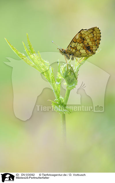 M�des��-Perlmutterfalter / DV-03092