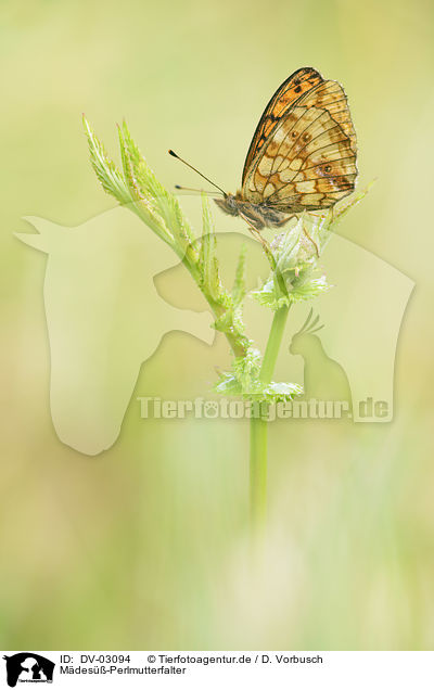 M�des��-Perlmutterfalter / DV-03094