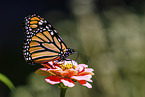 Monarchfalter