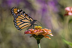 Monarchfalter
