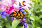 Monarchfalter