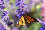 Monarchfalter