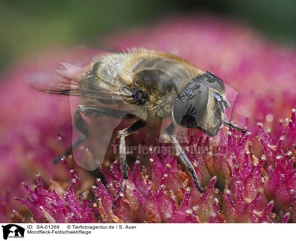 Mondfleck-Feldschwebfliege / Eupeodes luniger / SA-01268
