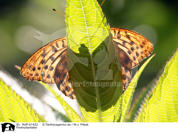 Perlmutterfalter / fritillary / WJP-01422