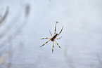 Radnetzspinne