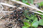 Rote Waldameisen