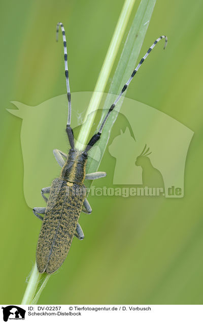 Scheckhorn-Distelbock / bug / DV-02257