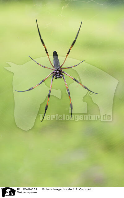 Seidenspinne / constricted golden orb-weaver / DV-04114