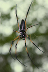 Spinne