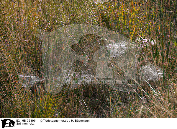 Spinnennetz / spider web / HB-02396