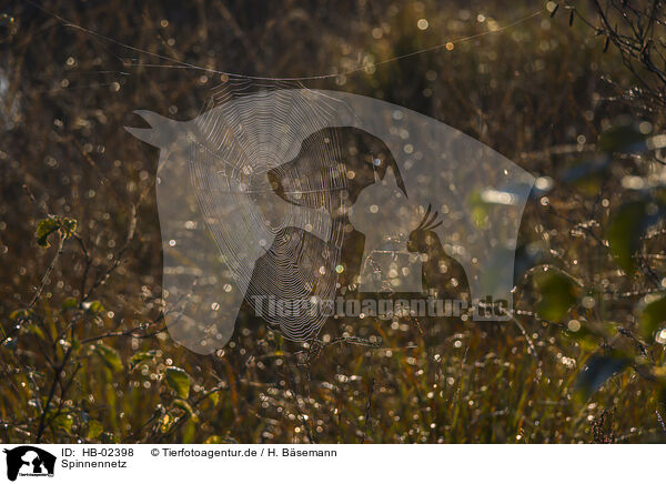 Spinnennetz / spider web / HB-02398