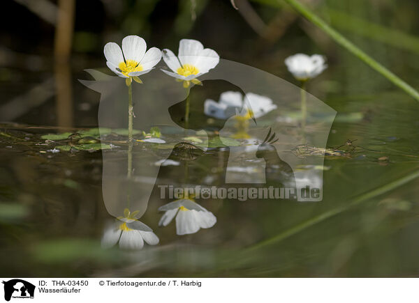Wasserl�ufer / THA-03450