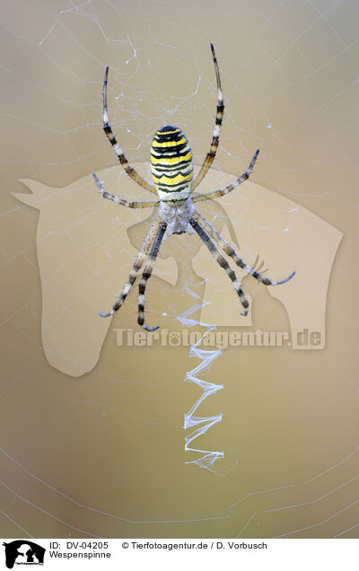 Wespenspinne / wasp spider / DV-04205
