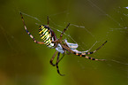 Wespenspinne
