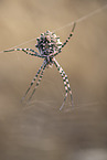 Zebraspinne