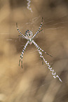 Zebraspinne