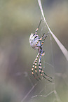 Zebraspinne