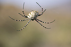 Zebraspinne