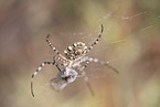 Zebraspinne