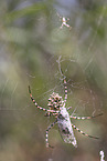 Zebraspinne