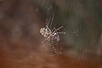 Zebraspinne