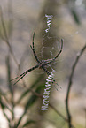 Zebraspinne
