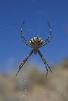 Zebraspinne