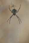 Zebraspinne