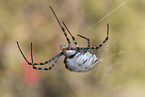 Zebraspinne