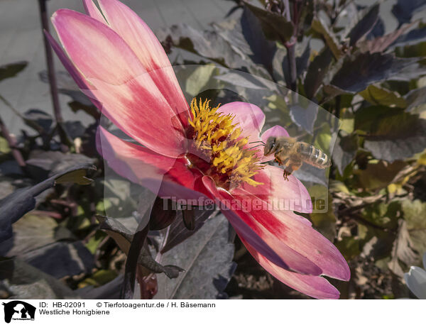 Westliche Honigbiene / European honey bee / HB-02091
