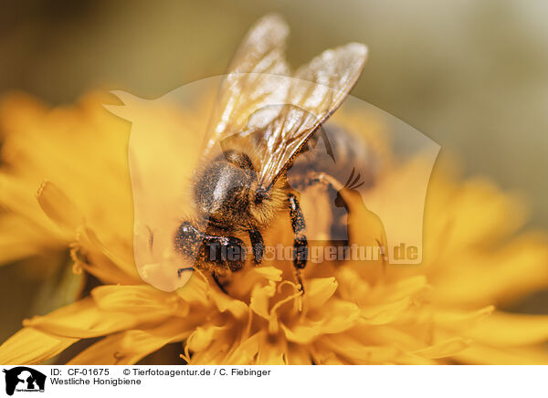Westliche Honigbiene / european bee / CF-01675