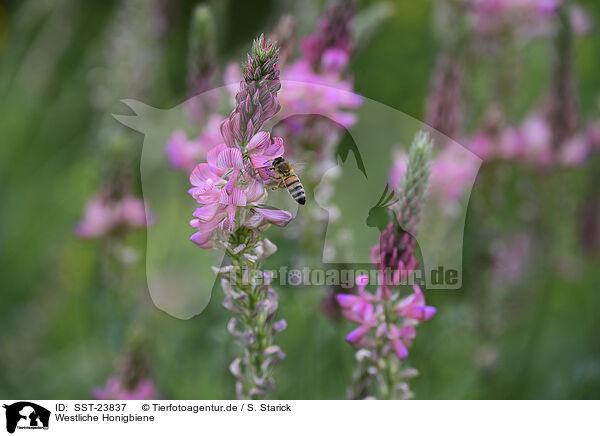 Westliche Honigbiene / honeybee / SST-23837