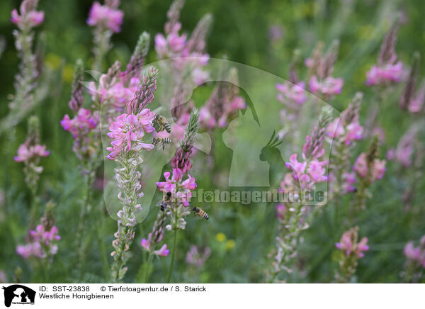 Westliche Honigbienen / honeybees / SST-23838