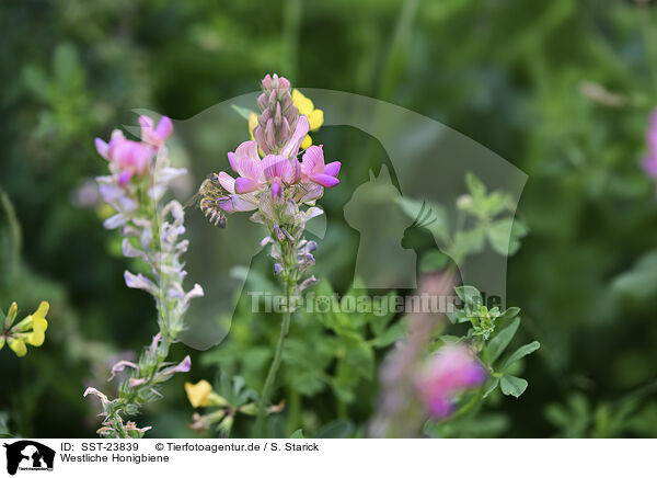 Westliche Honigbiene / honeybee / SST-23839