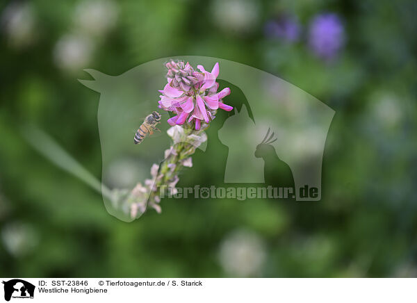 Westliche Honigbiene / honeybee / SST-23846